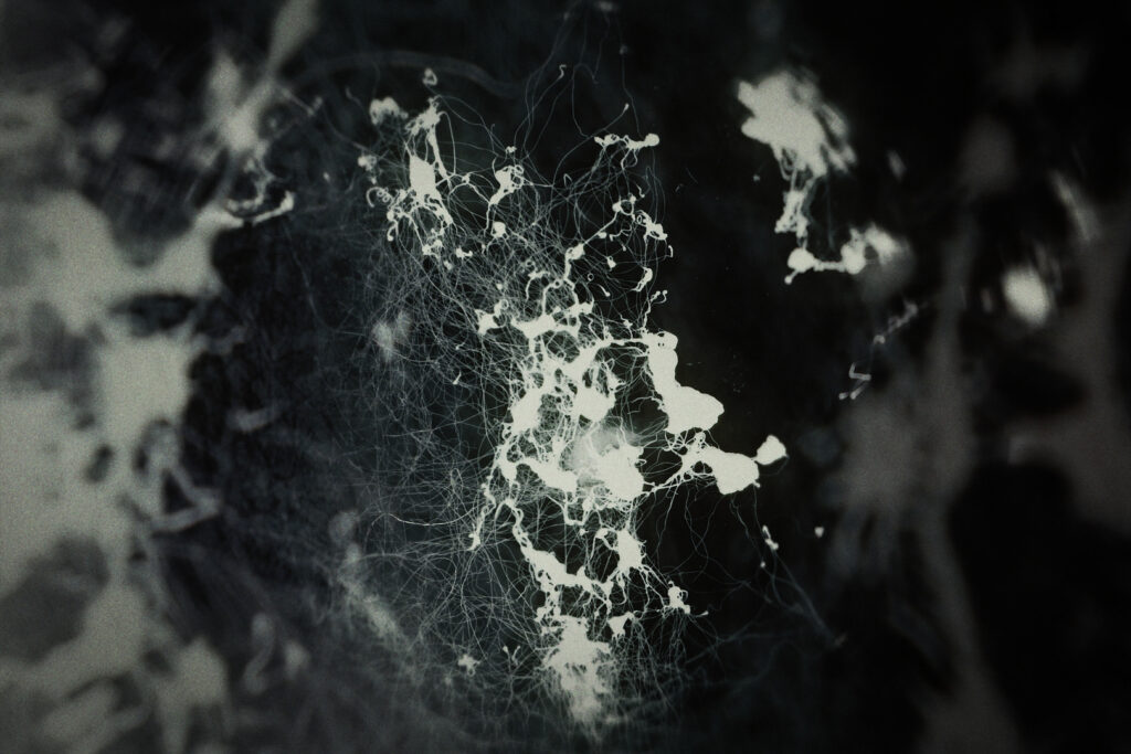 The Ressurection of a Leaf